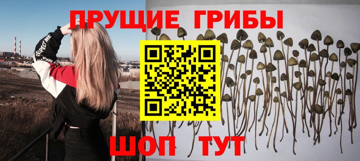 Саранск  Псилоцибиновые грибы мицелий  Вход с VPN 